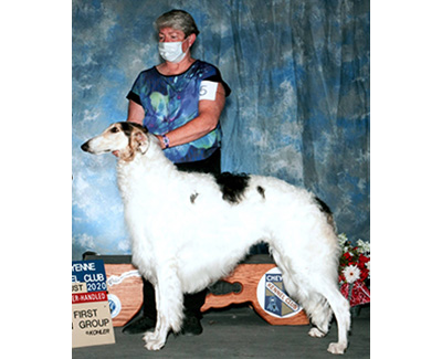 Top AKC NOHS Borzoi 2020